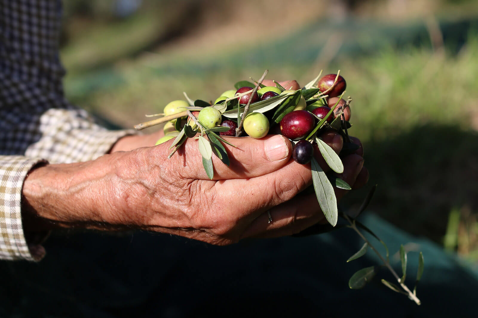 Our Olive Oil