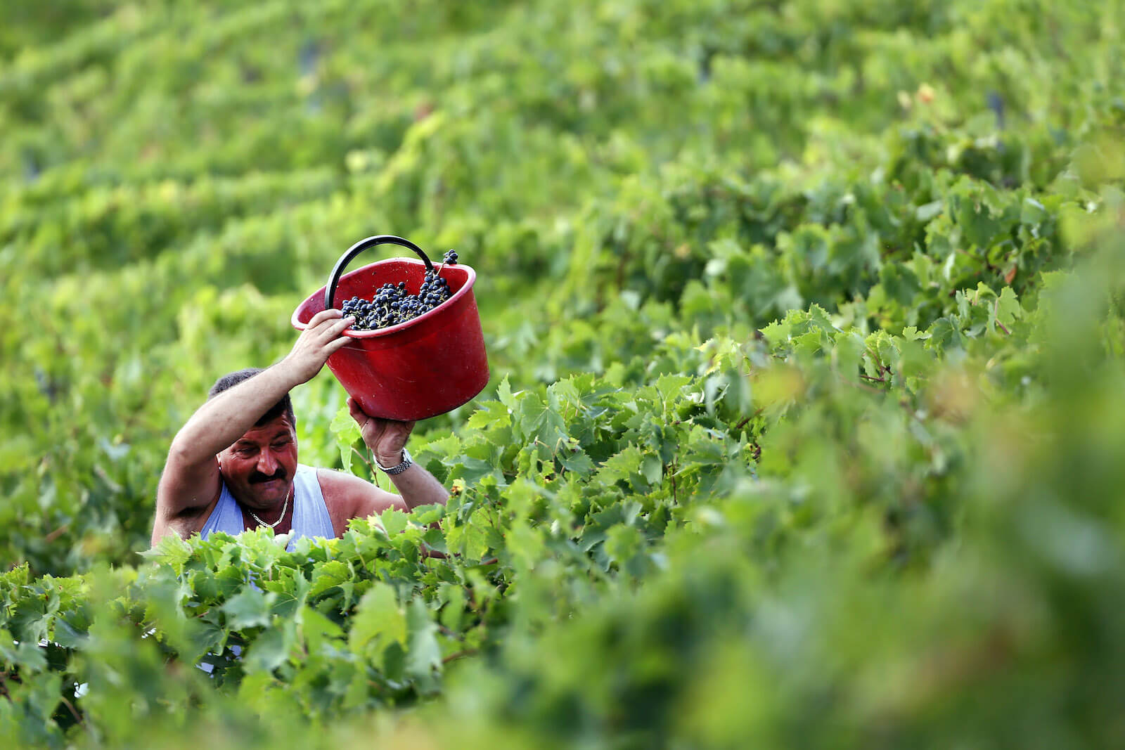 Wine producers of Sangiovese Chianti Classico