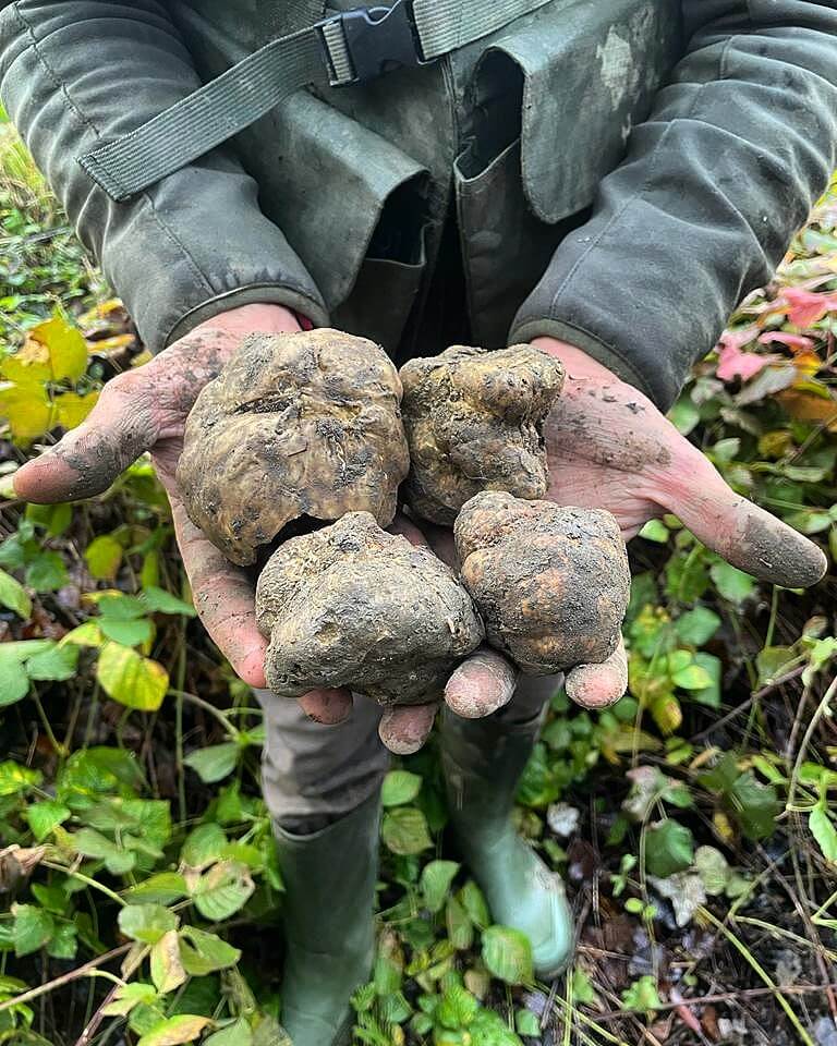 Caccia al tartufo